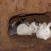 Кролики в яме: технология выращивания под землей Разведение кроликов в яме как бизнес